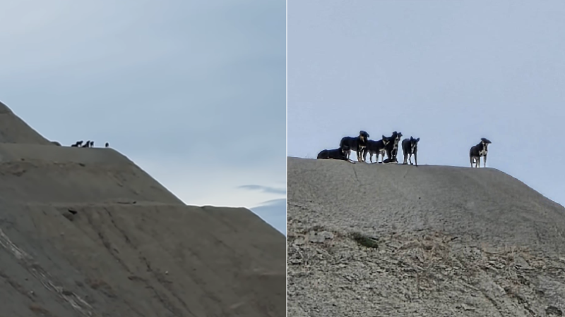 "Son más de diez y casi iguales": el misterio detrás de los perros que viven en lo alto del cerro Chenque