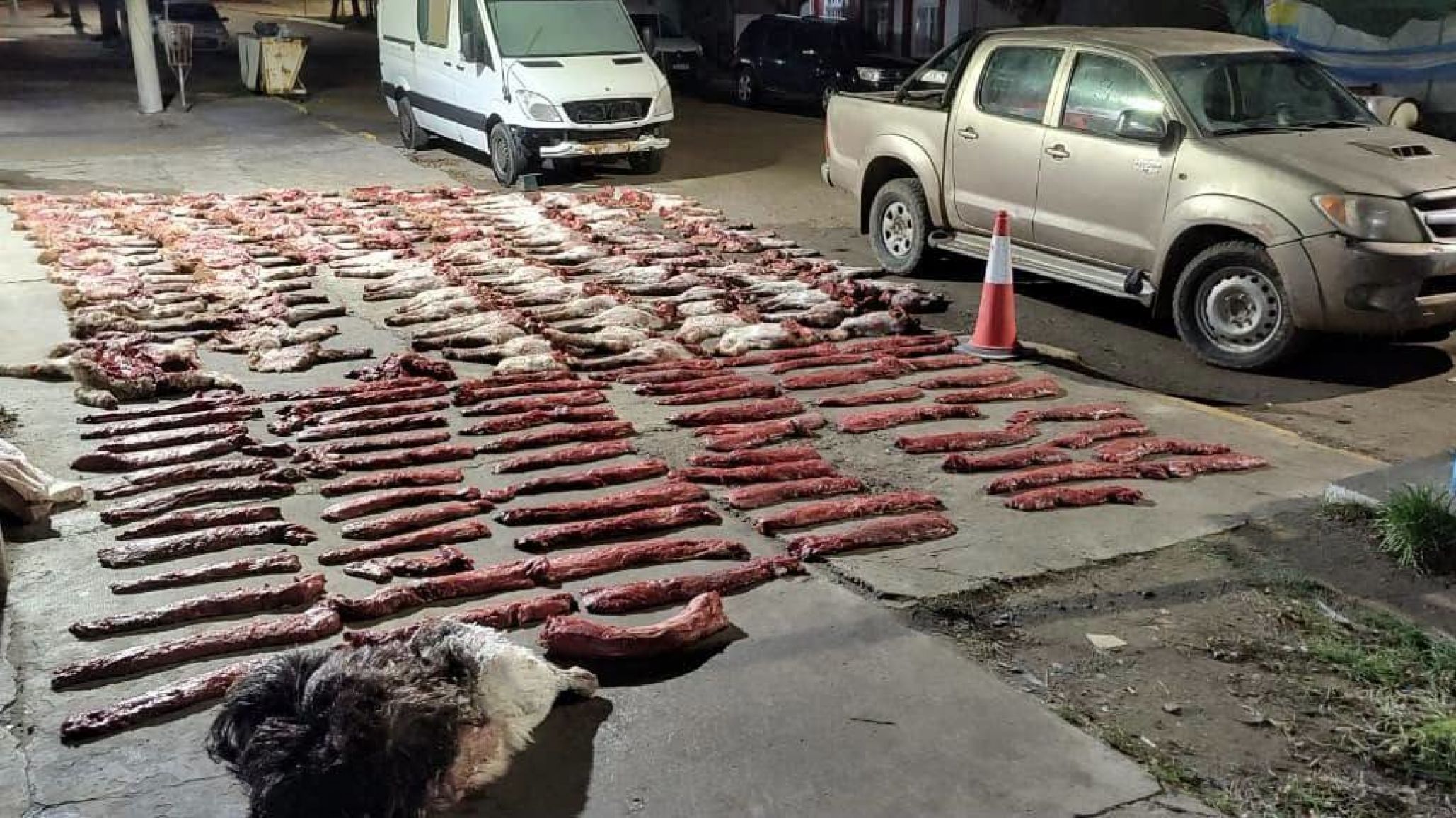 Cazaban fauna protegida y llevaban dos armas: secuestraron gran cantidad de carne de guanaco y un choique