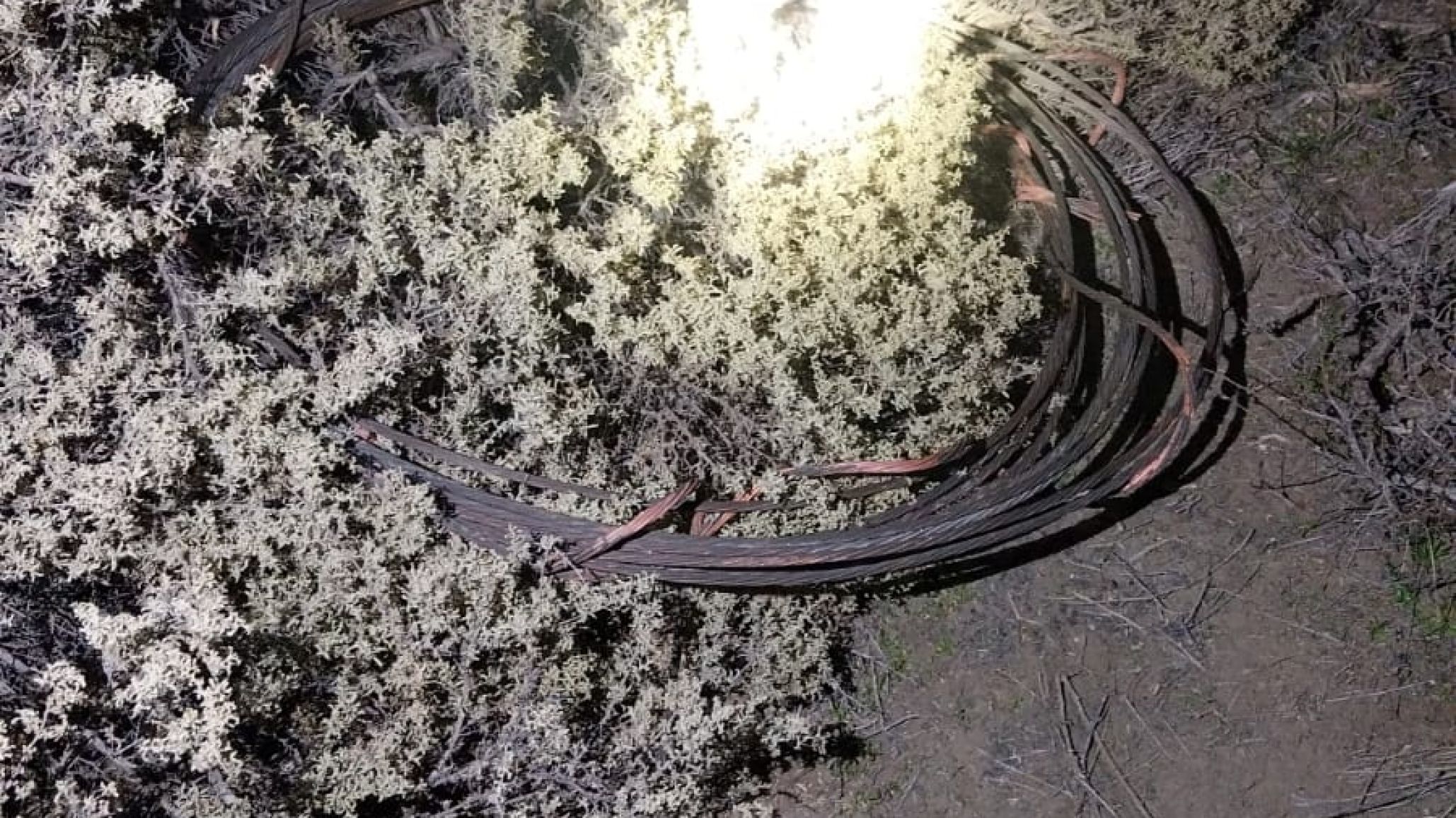 Intentaron robar cables de la SCPL en Km 8 y escaparon al ser descubiertos