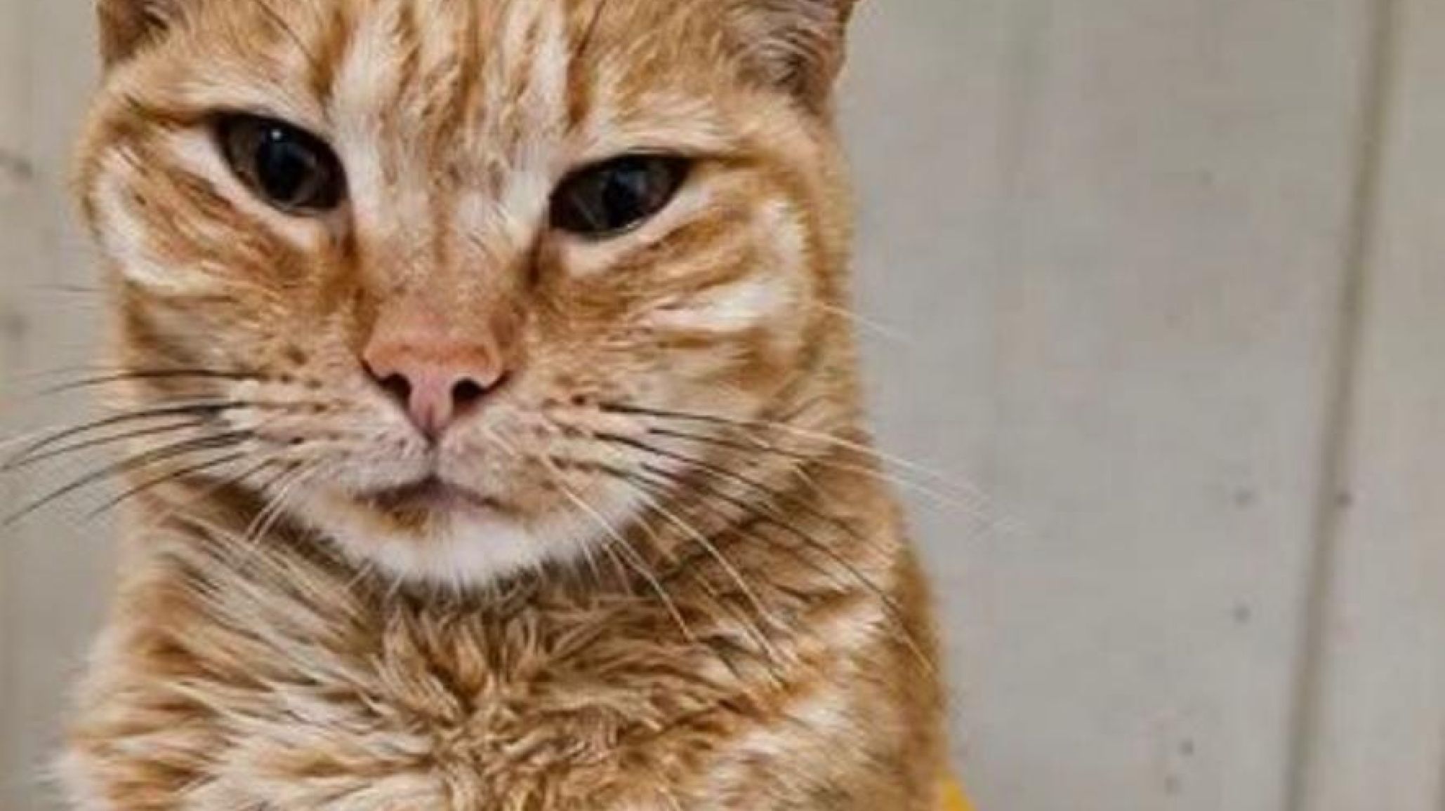 Buscan un hogar para Rubia, la gata que sobrevivió al abandono y al maltrato