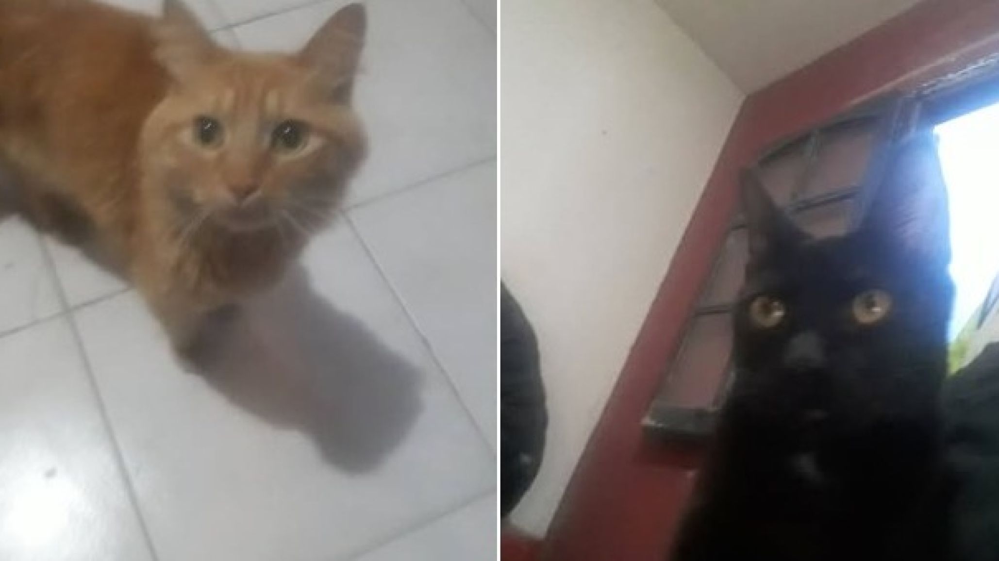 Desesperado pedido de ayuda para dos gatos: su dueño debe dejar el lugar donde vive y no tiene dónde llevarlos