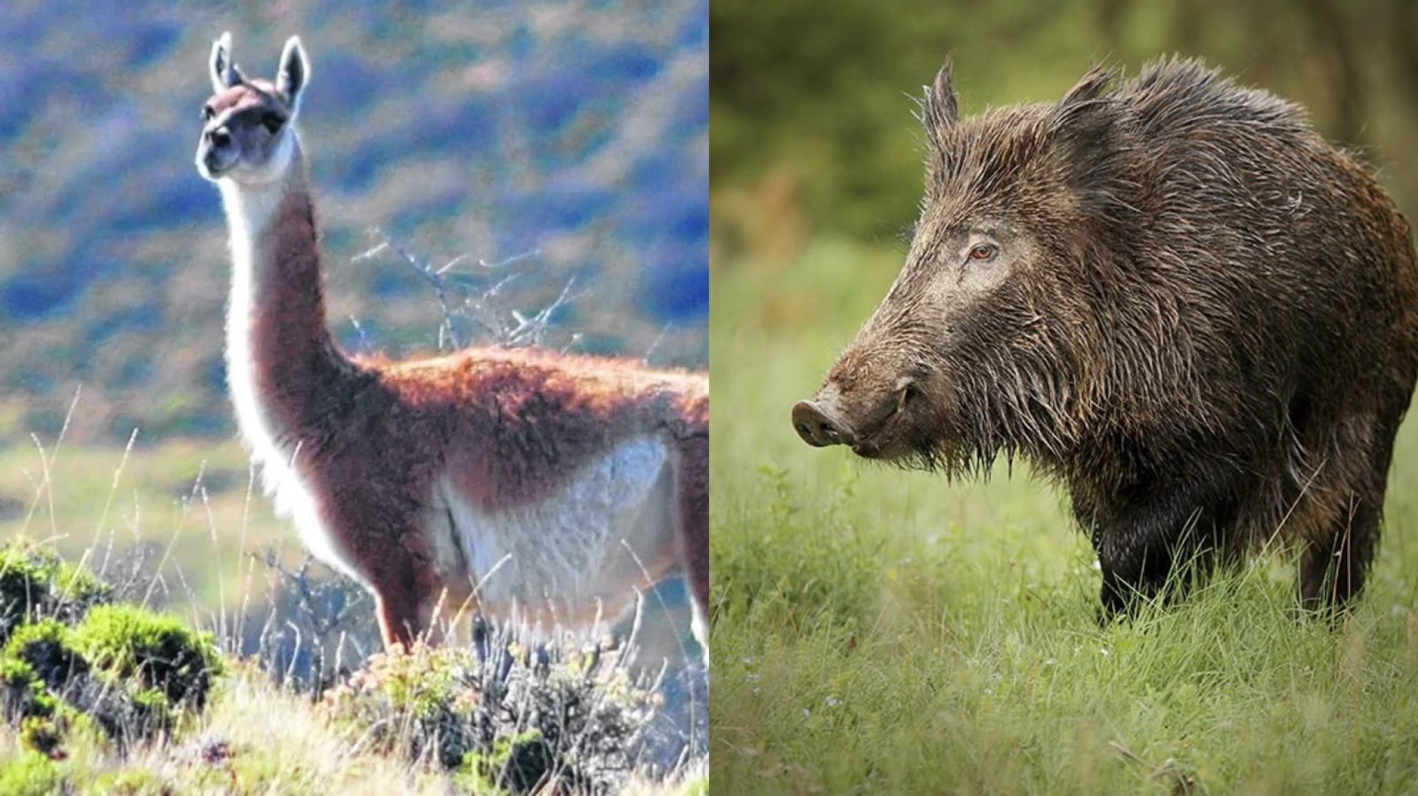 Río Negro busca habilitar la venta de carne de jabalí y guanaco