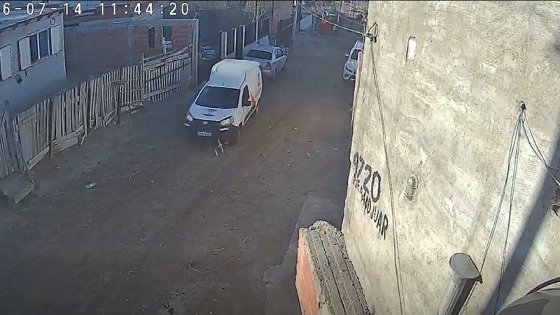Comodoro: denuncian que una camioneta de encomiendas atropelló a una perrita de 16 años y huyó