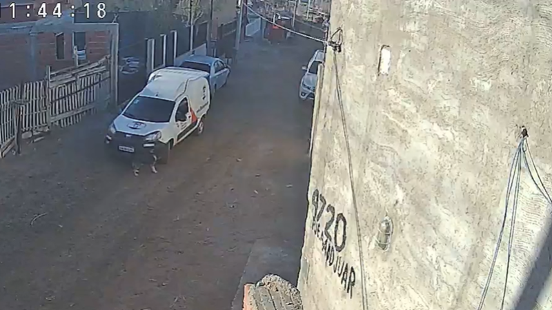 "No lo minimizamos": La empresa 30 de Noviembre busca al chofer que atropelló y mató a una perrita de 16 años