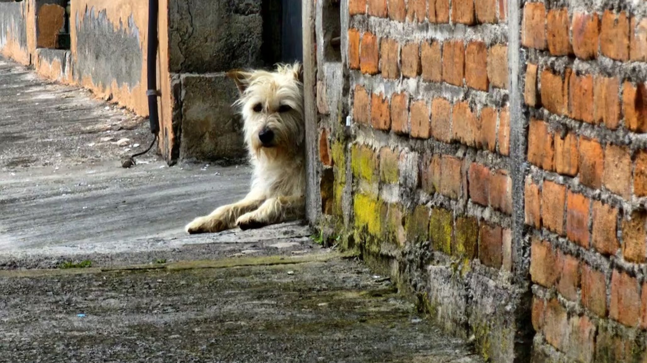 "Bajo el mismo cielo" al límite: una deuda paralizó la atención de animales callejeros