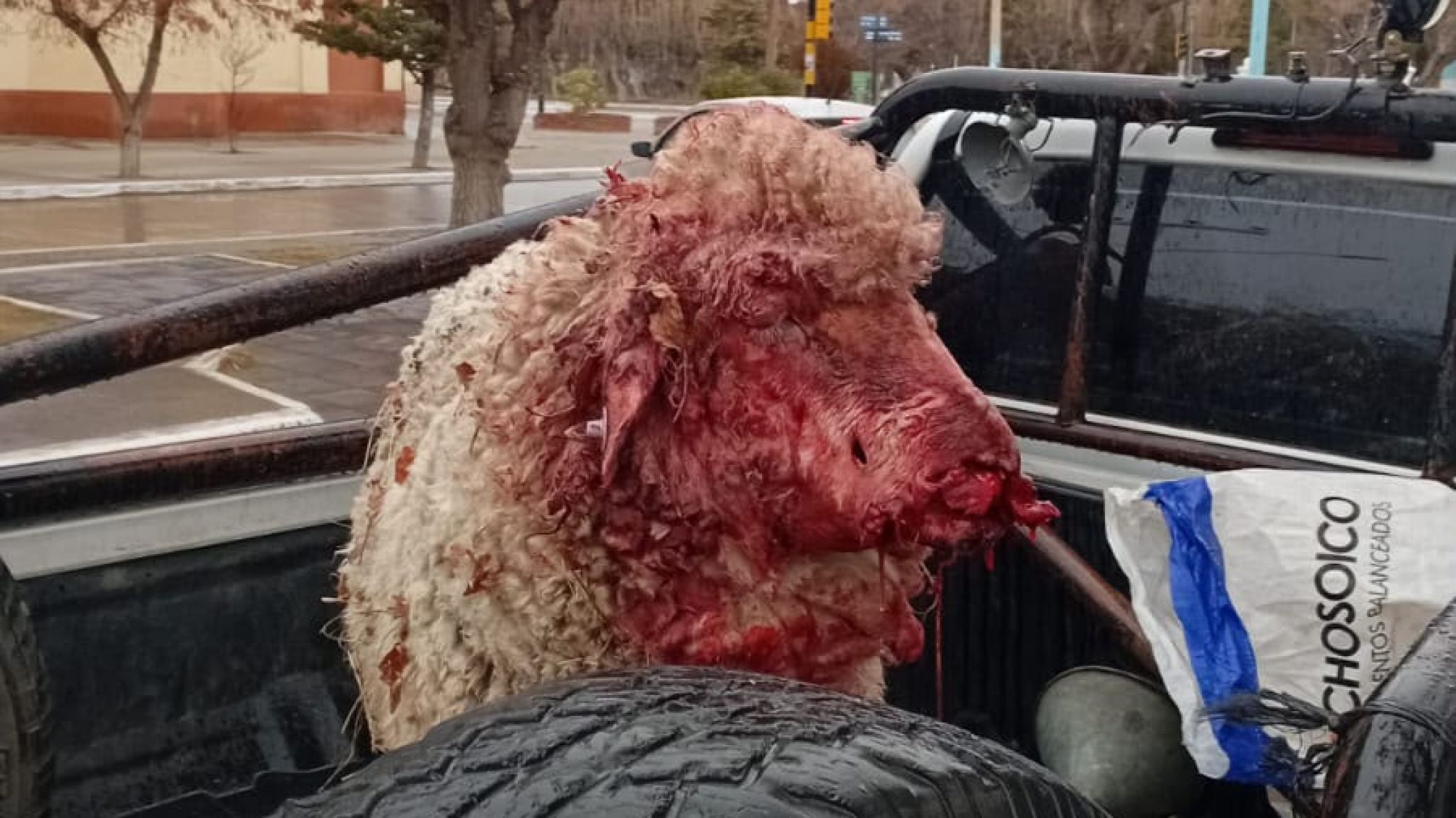 Denunció que dos pitbull ingresaron a su chacra y mataron más de ocho ovejas y un carnero reproductor
