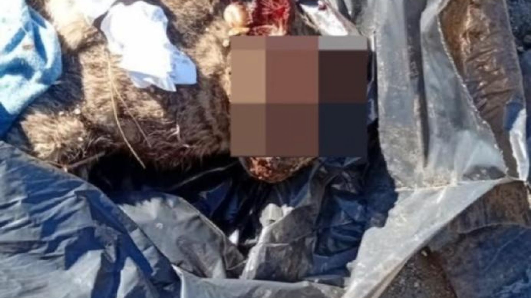 Denuncian un presunto caso de maltrato animal en Comodoro y reclaman una investigación