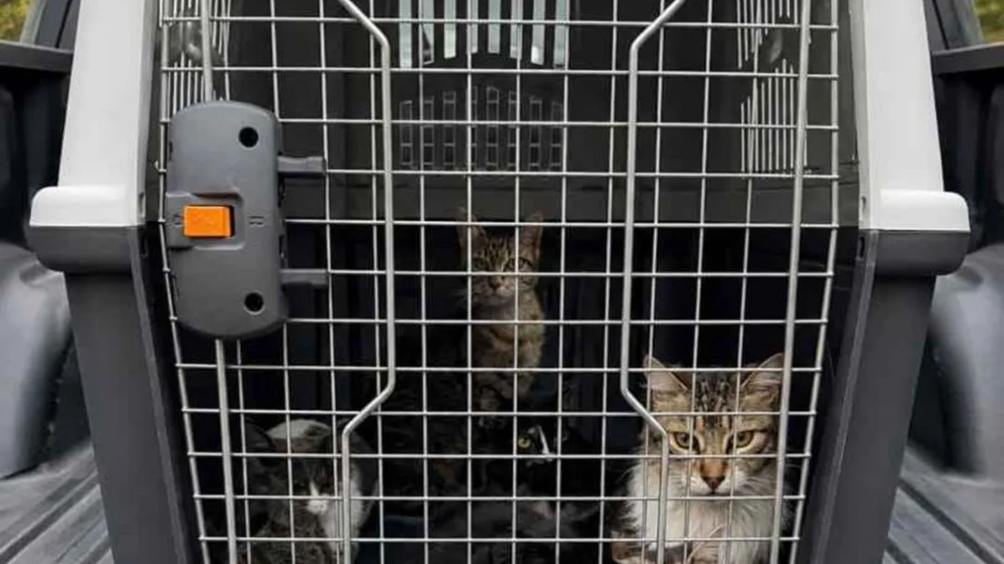 Retiraron otros 15 gatos de la vivienda investigada por maltrato animal en Rawson