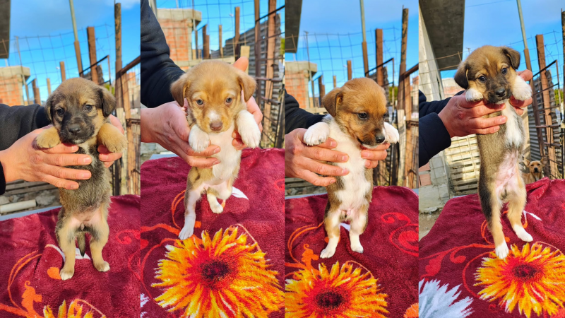 Comodoro: buscan familias para 10 cachorritos y piden mantas para protegerlos del frío