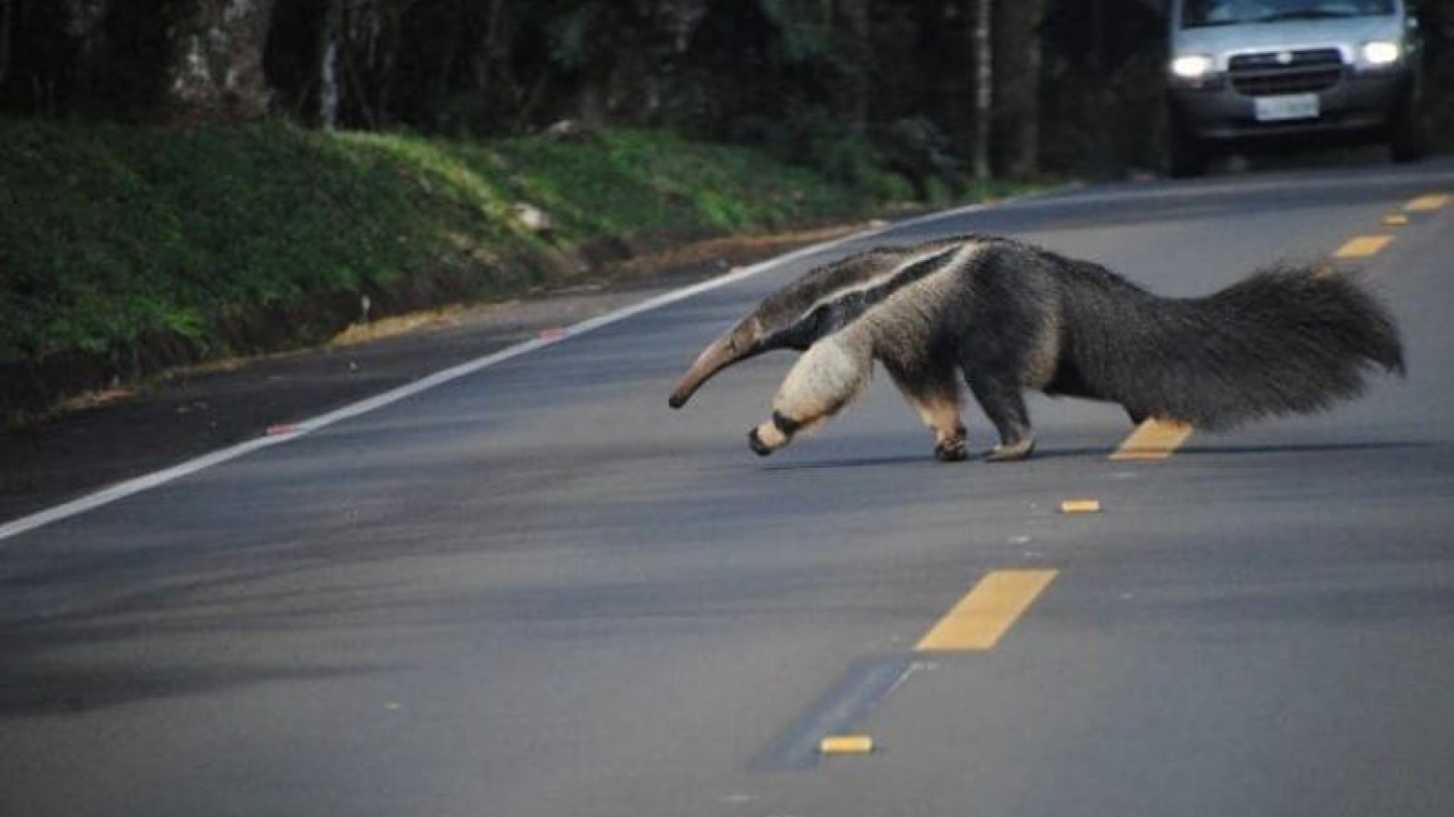 Un oso hormiguero se cruzó en plena ruta y dejó paralizados a los turistas