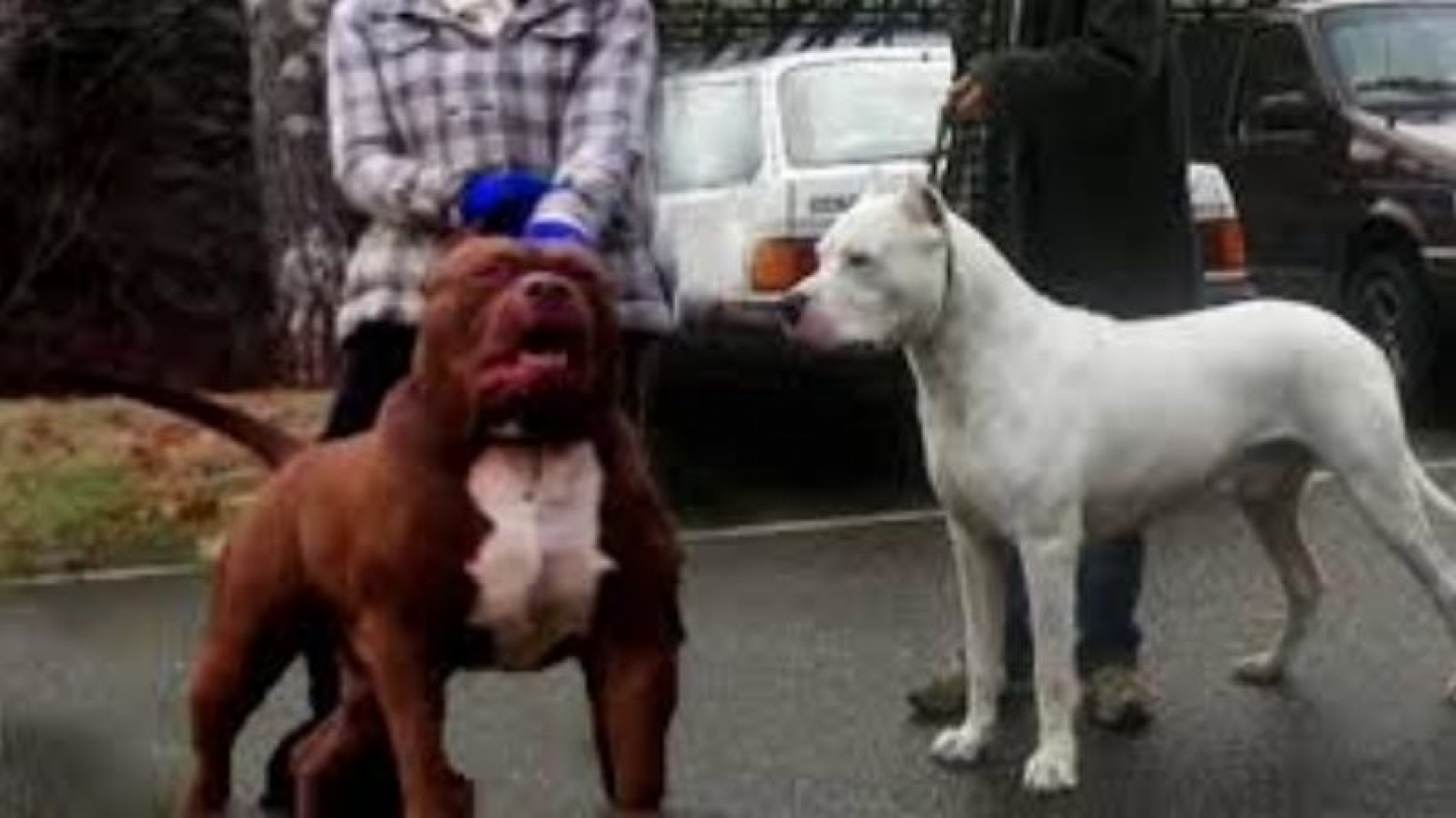 Entró a robar y envenenó a los dos perros de la casa