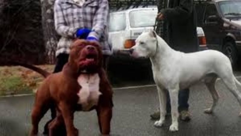 Entró a robar y envenenó a los dos perros de la casa