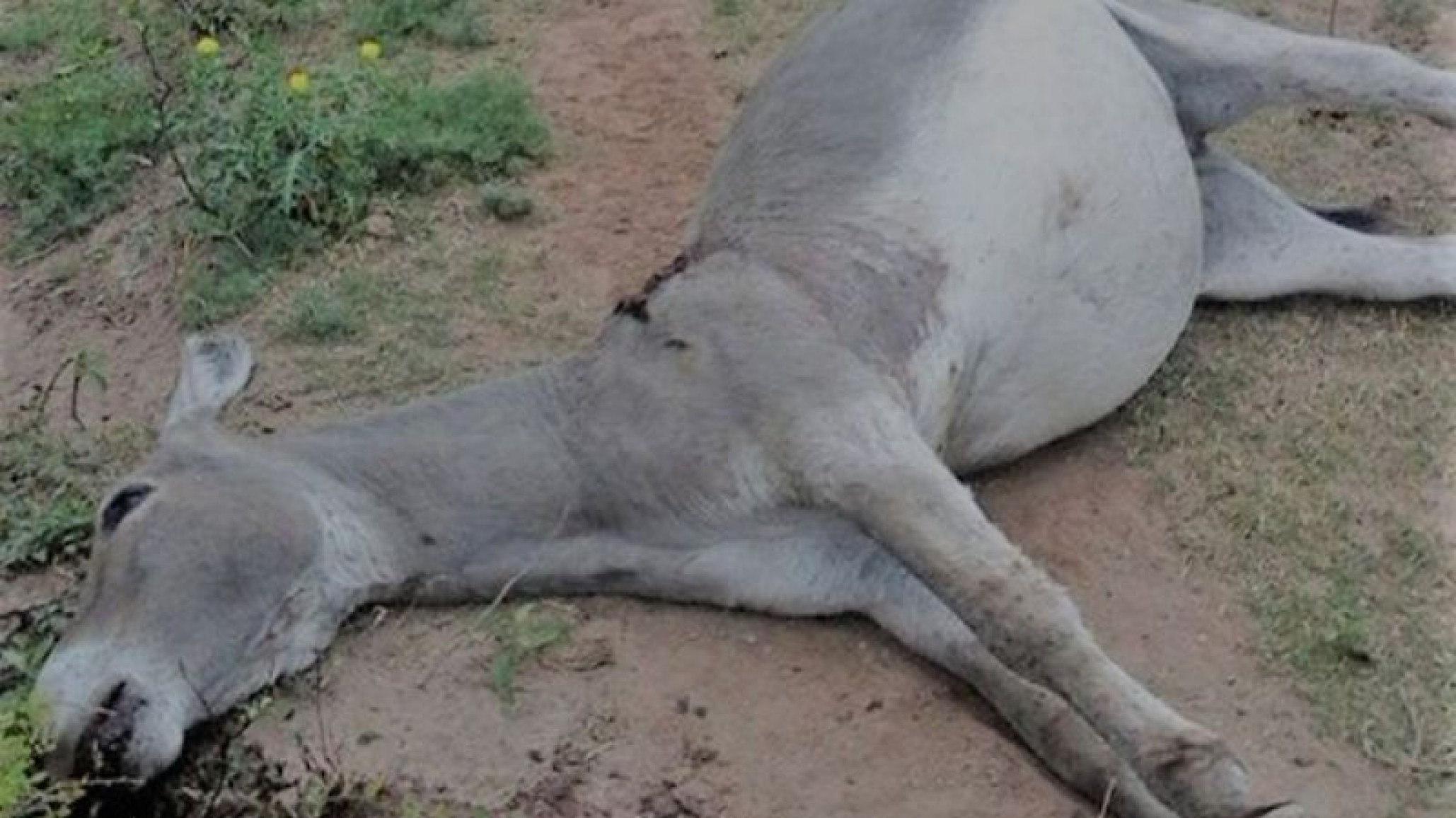 Polémica por la muerte de 42 burros salvajes
