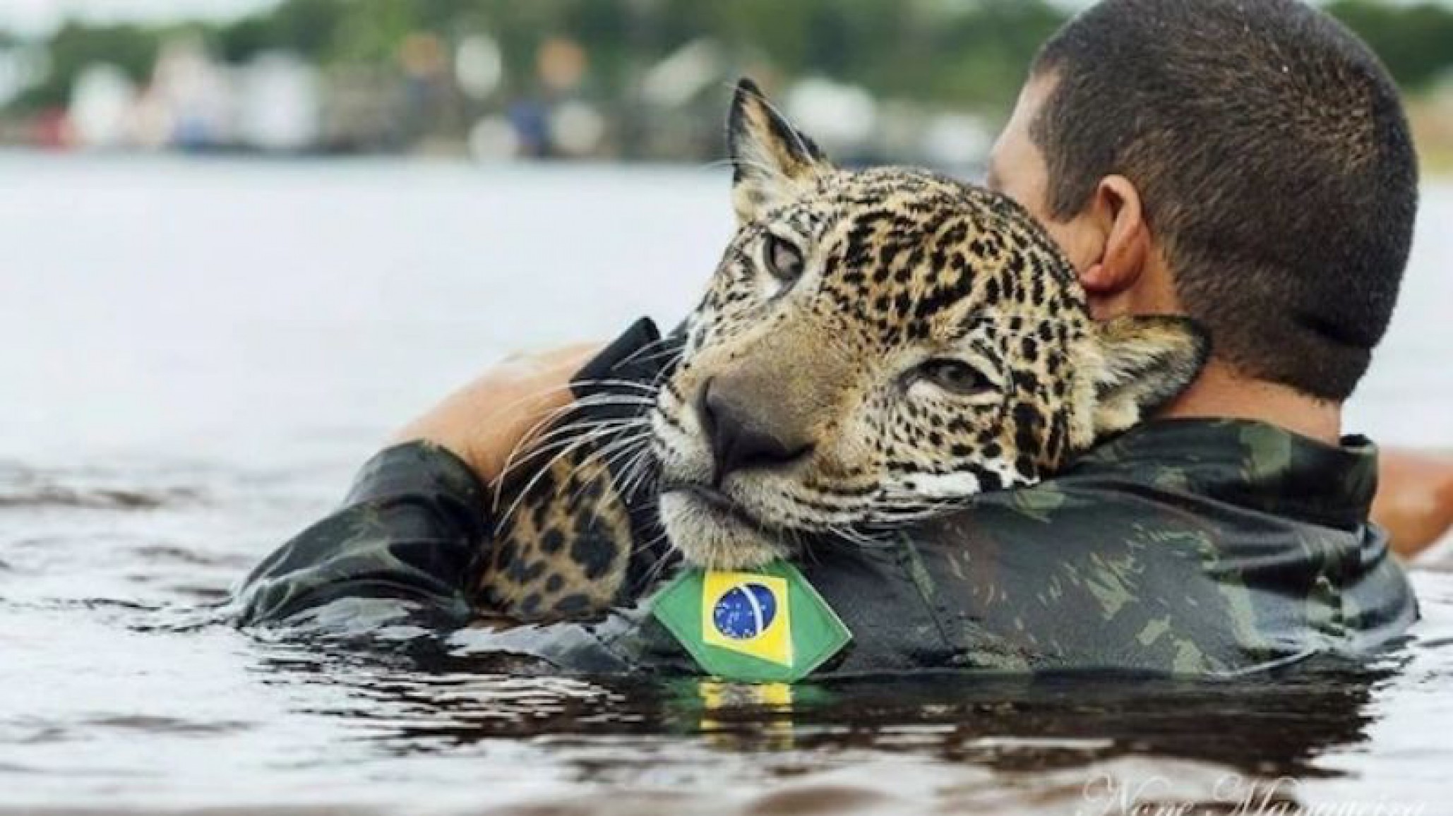 La verdadera historia de la foto del jaguar “rescatado de los incendios en el Amazonas