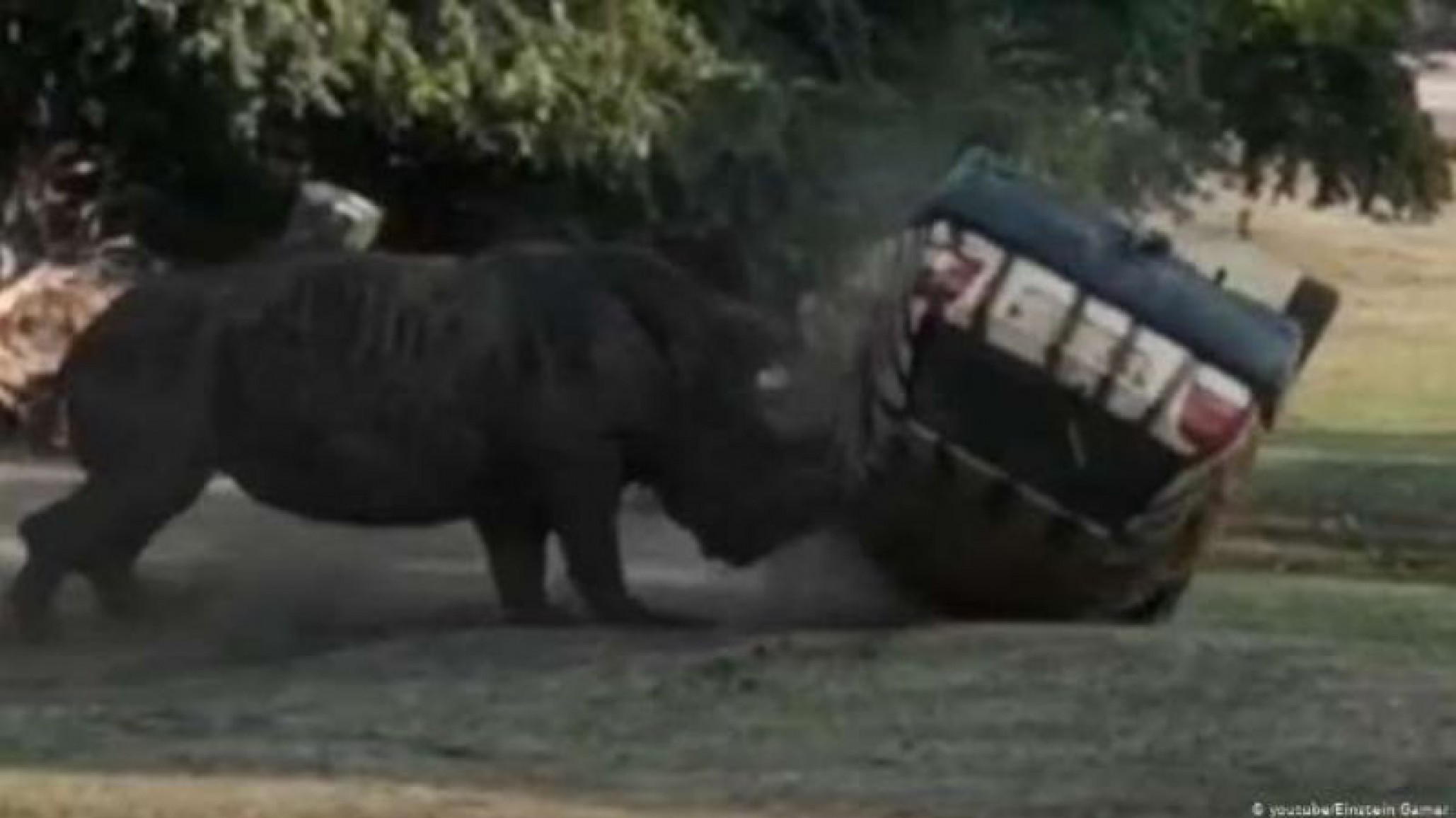 Video: rinoceronte ataca el auto de su cuidadora