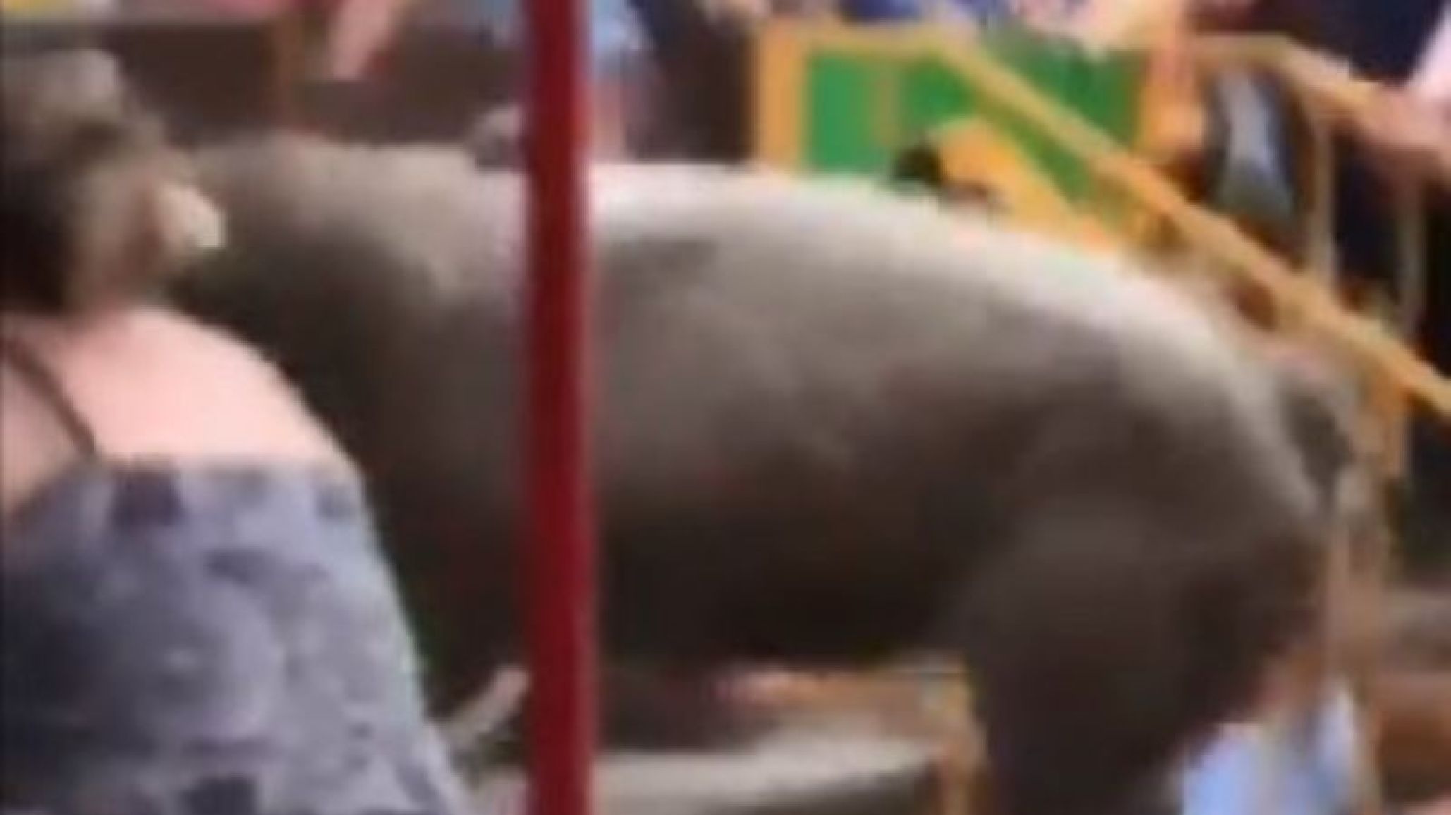 Así un Toro se escapa de plaza y embiste a los espectadores