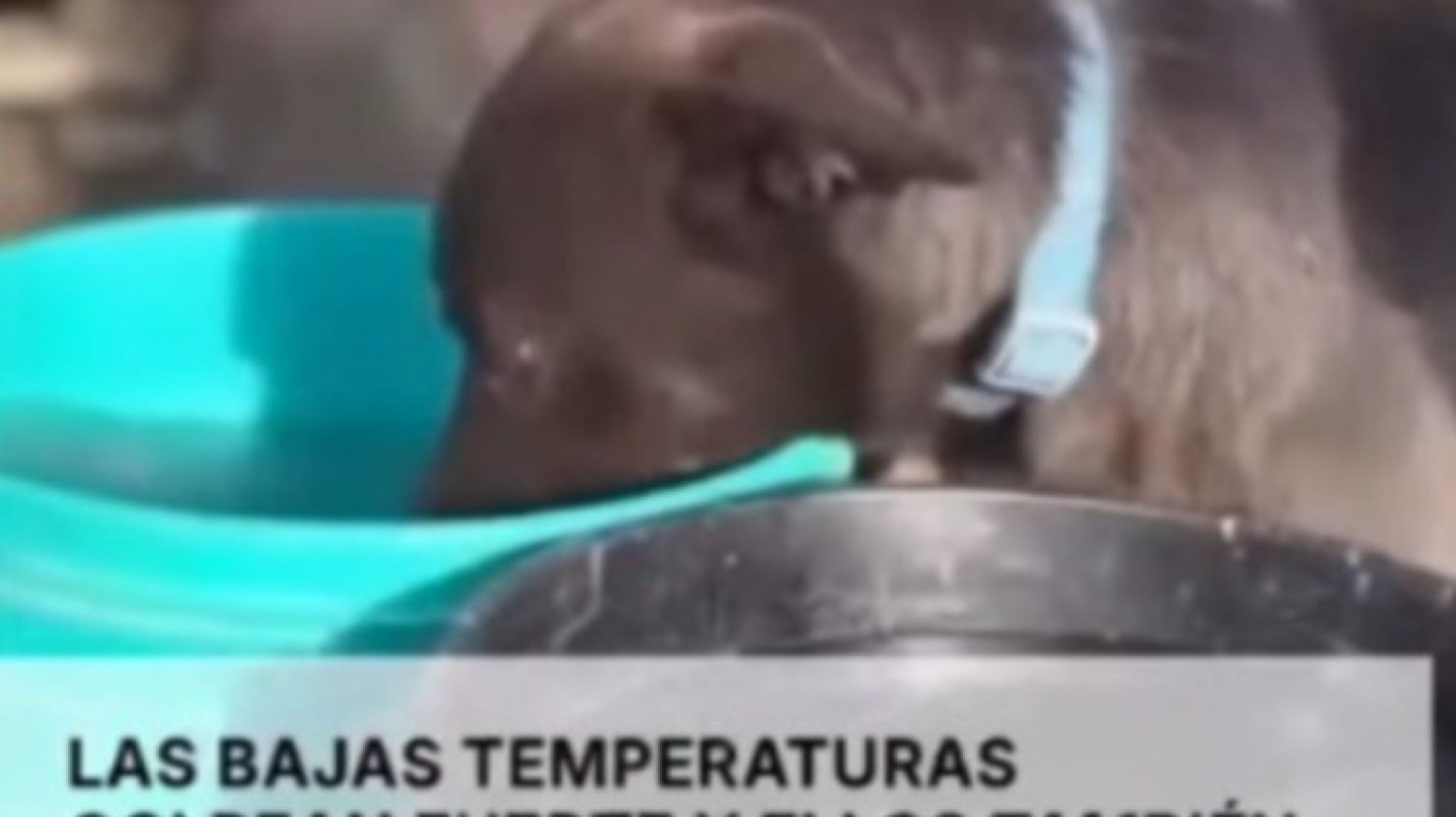 El frío extremo también golpea a los animales: hay 13 que esperan una segunda oportunidad