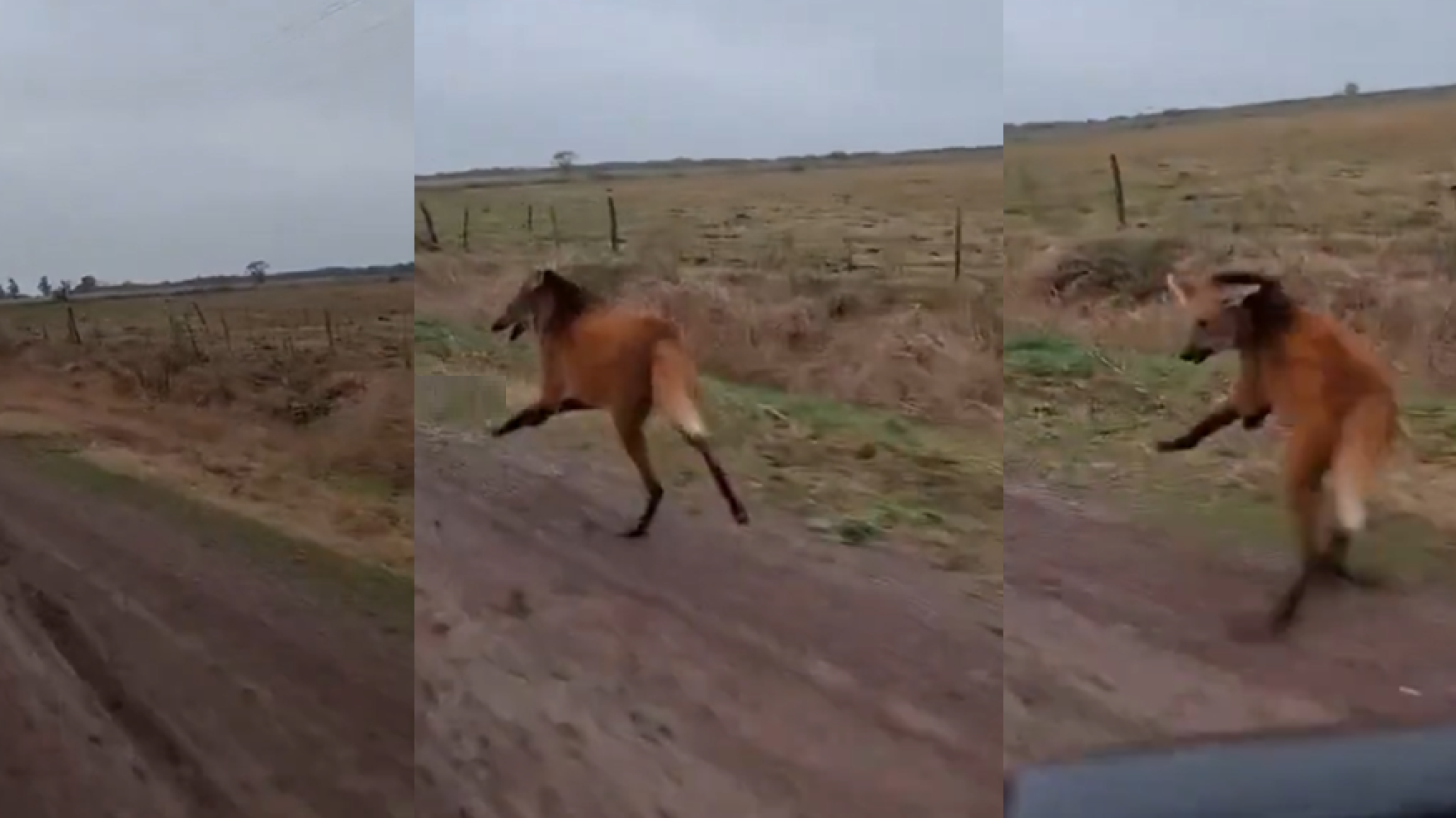 Apareció un aguará guazú en Santa Fe y reavivó la importancia de proteger la especie