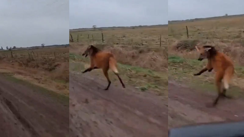 Apareció un aguará guazú en Santa Fe y reavivó la importancia de proteger la especie