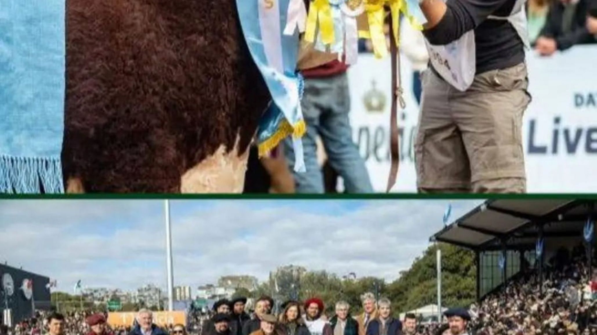 Orgullo chubutense: la Cabaña San Marón se consagró Gran Campeón en la Rural de Palermo