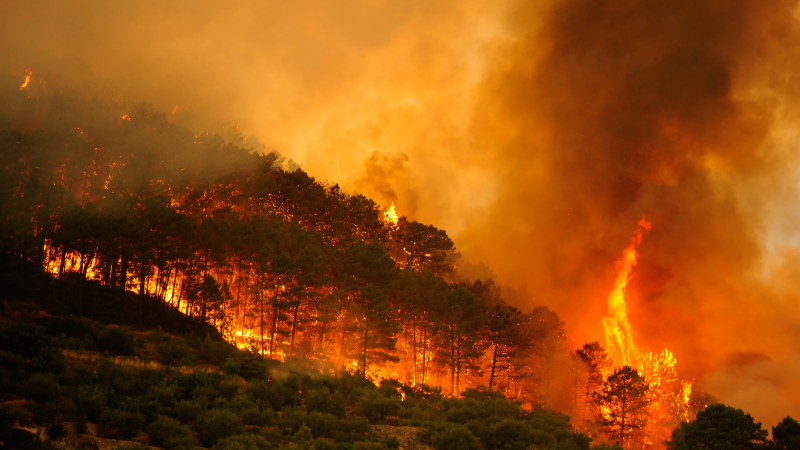 Los incendios forestales ya consumieron más de 172 mil hectáreas y el costo de combatirlos supera los 3.200 millones de euros