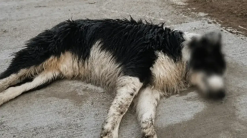 Bolívar: Ya son más de 80 los perros envenenados y temen por la salud de los niños
