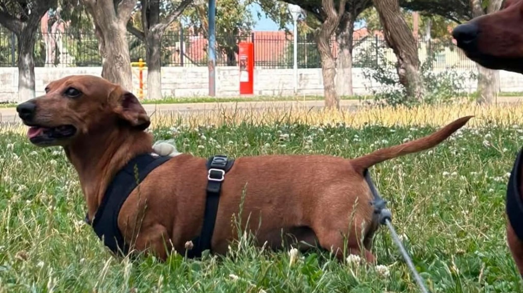 Buscan a "Mocca", la perrita que desapareció tras un robo en una vivienda de Comodoro