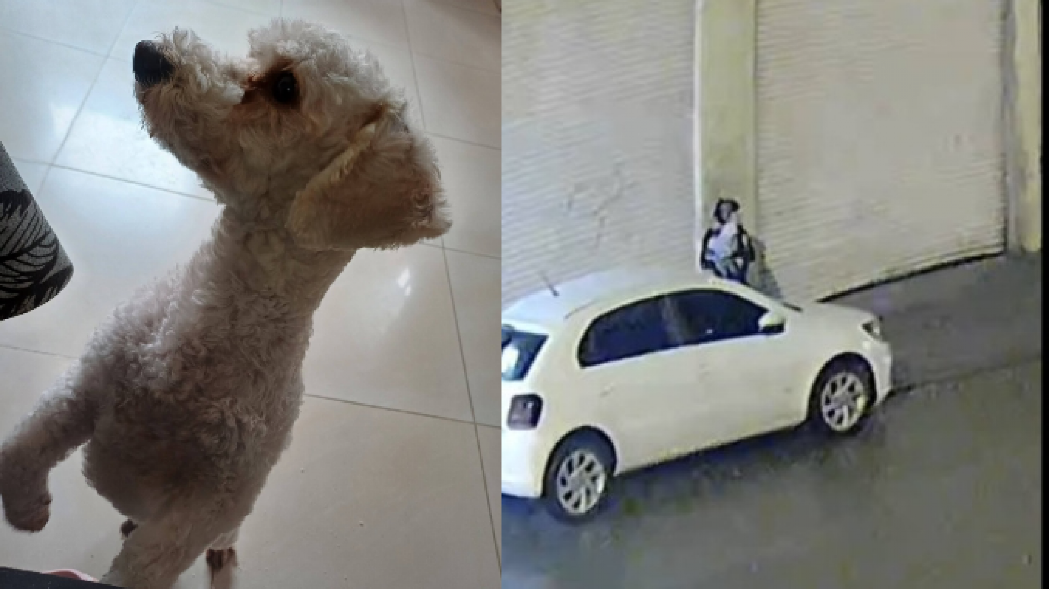 Buscan a Body en Comodoro: una pareja quedó filmada llevándose al perro de un niño frente a una panadería