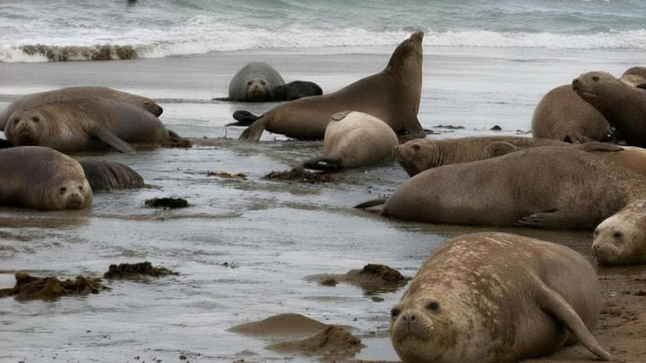Avanza la implementación de la nueva ley de protección del elefante marino del sur en Chubut
