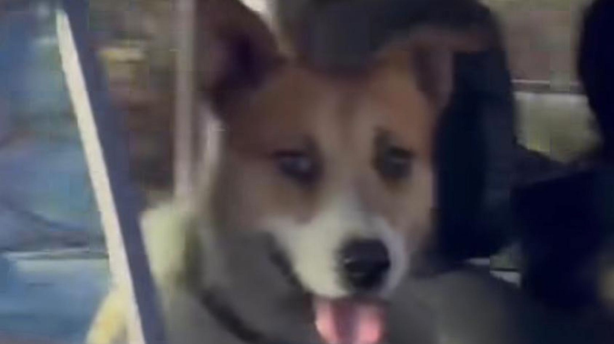Trasladan a un refugio a "Perejil", el perro acusado de matar a una nena en Chubut