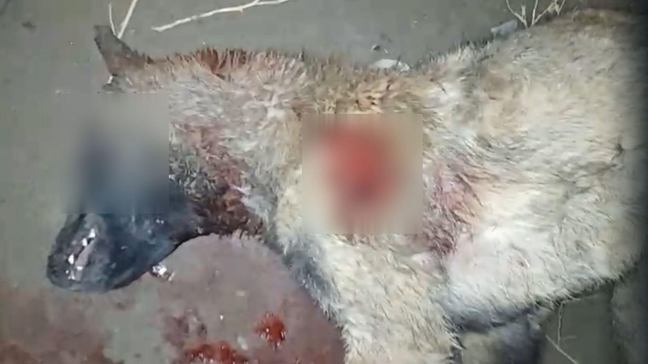 Comodoro: Denuncian matanza de perros a balazos en Radio Estación
