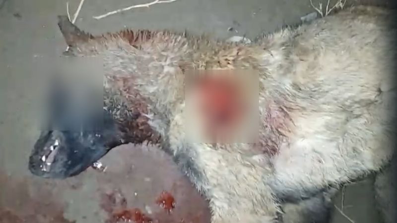 Comodoro: Denuncian matanza de perros a balazos en Radio Estación
