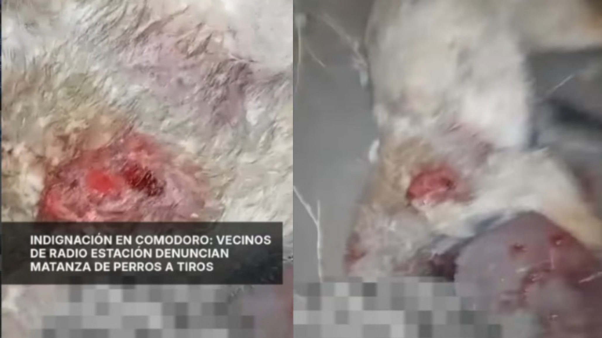 Comodoro: ya mataron a tres perros a tiros en Radio Estación y vecinos temen por una bala perdida