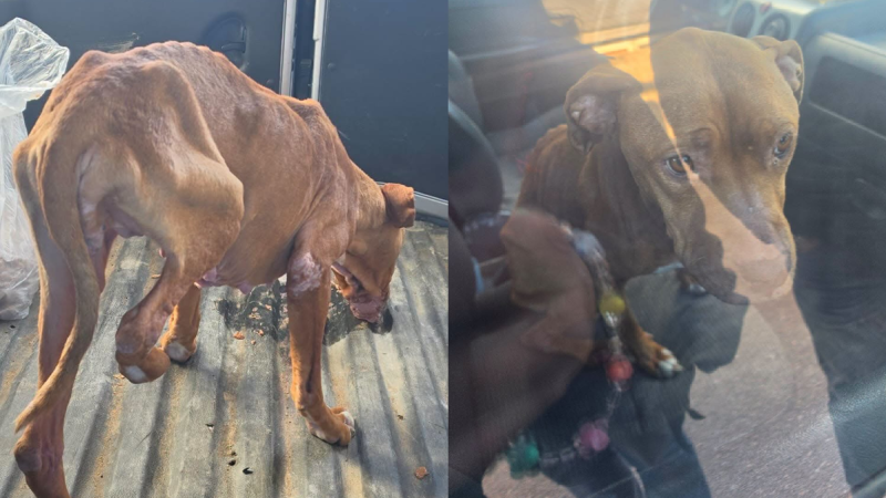Piden tránsito urgente para tres perros rescatados de una situación de maltrato extremo