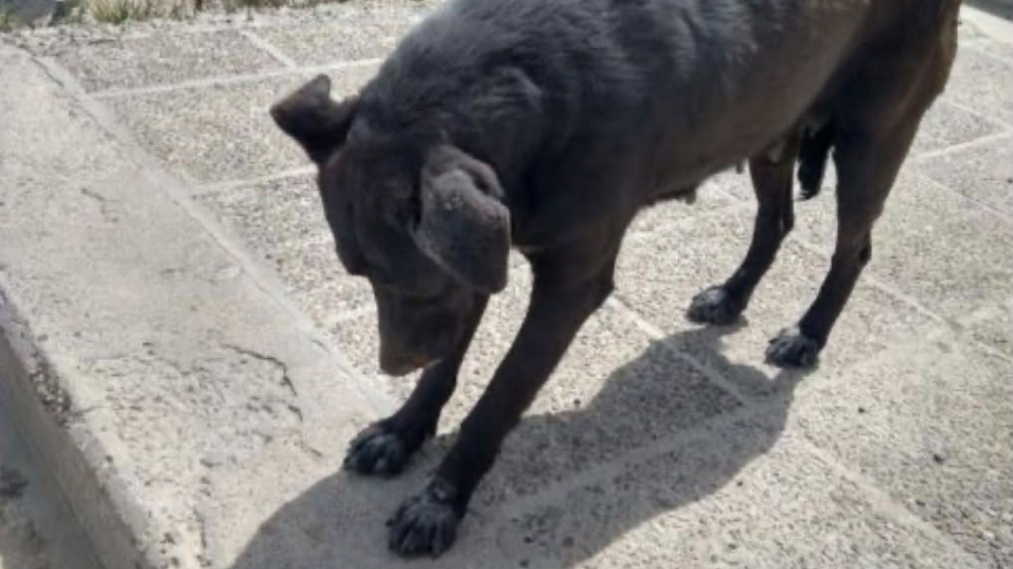 Piden ayuda para rescatar a una perrita que habría sido golpeada y separada de sus cachorros en el barrio San Martín