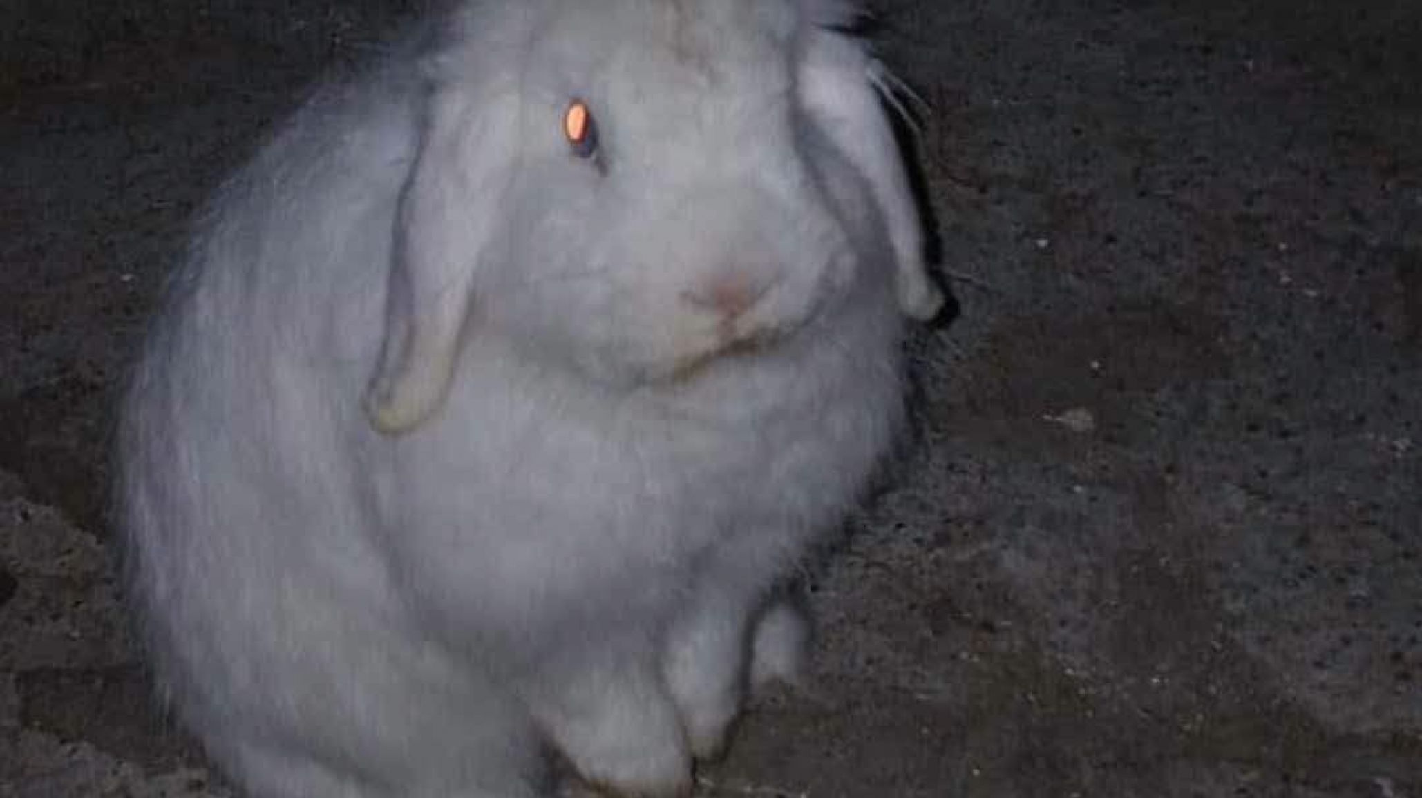¿Lo viste? Buscan a un conejo blanco extraviado en Rada Tilly