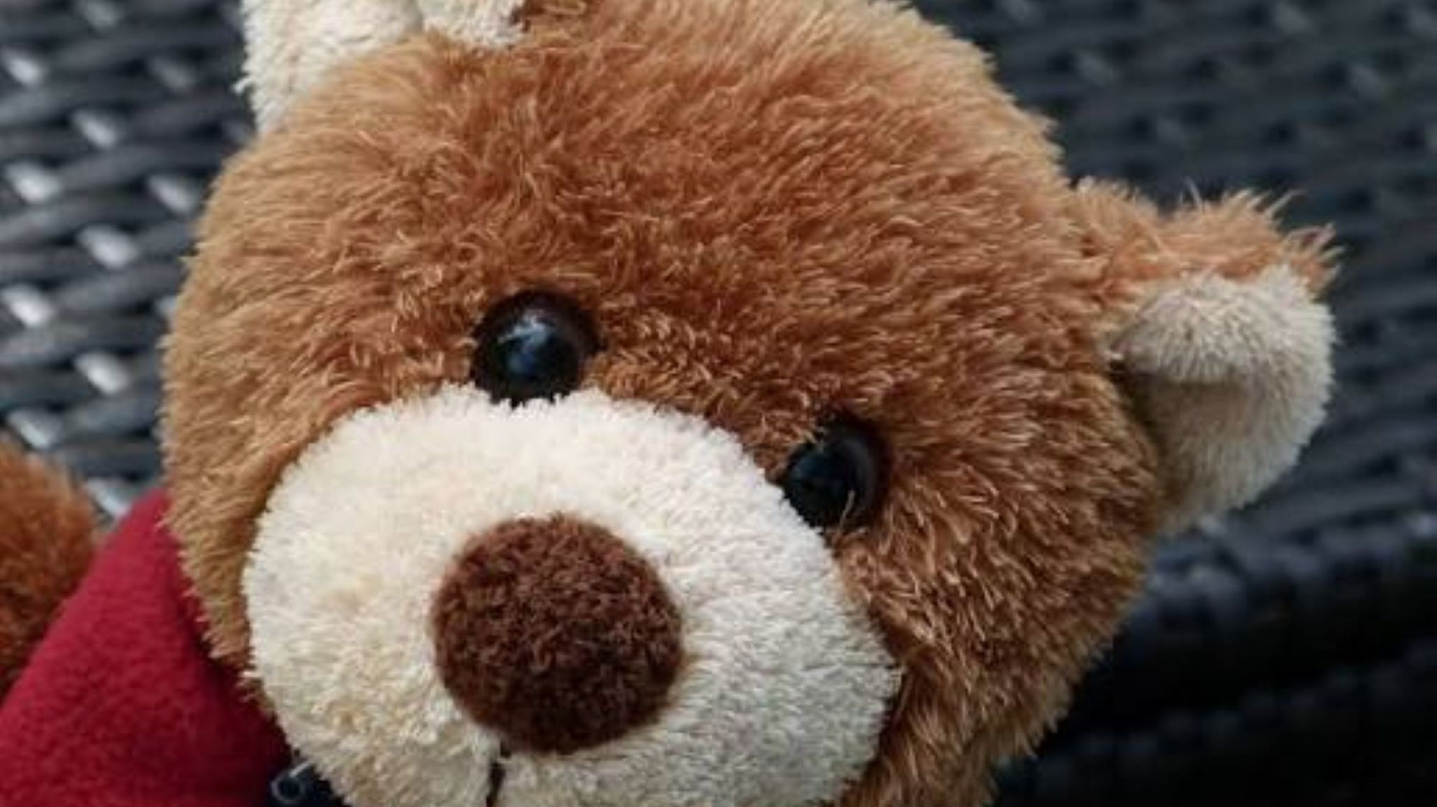 El Jardín N° 428 impulsa una colecta de osos de peluche por el Día de las Infancias