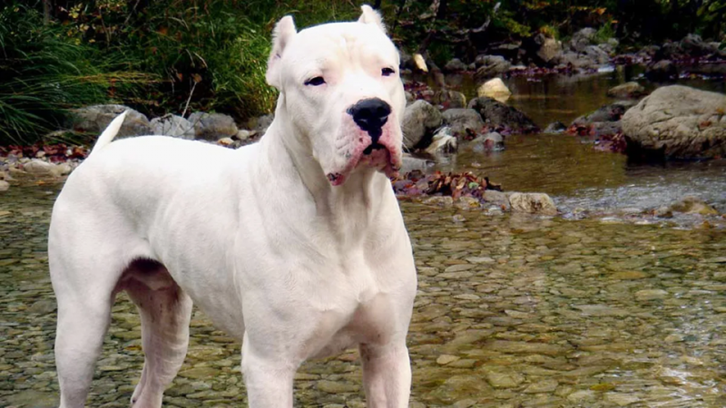 Brutal ataque en Trelew: dos dogos sueltos mordieron a un plomero y debió ser internado