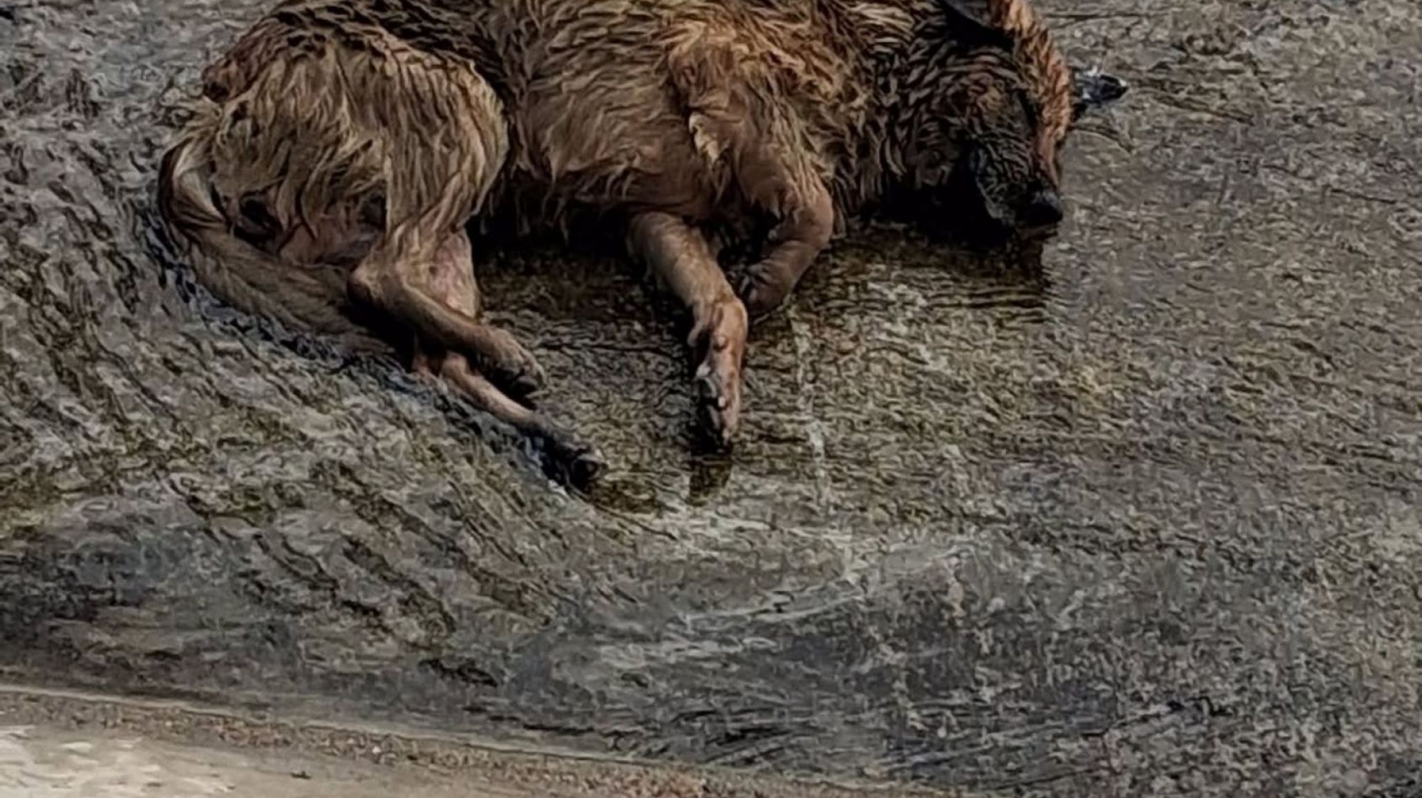 Comodoro: Piden ayuda para rescatar a un perro atrapado en el canal del Moure