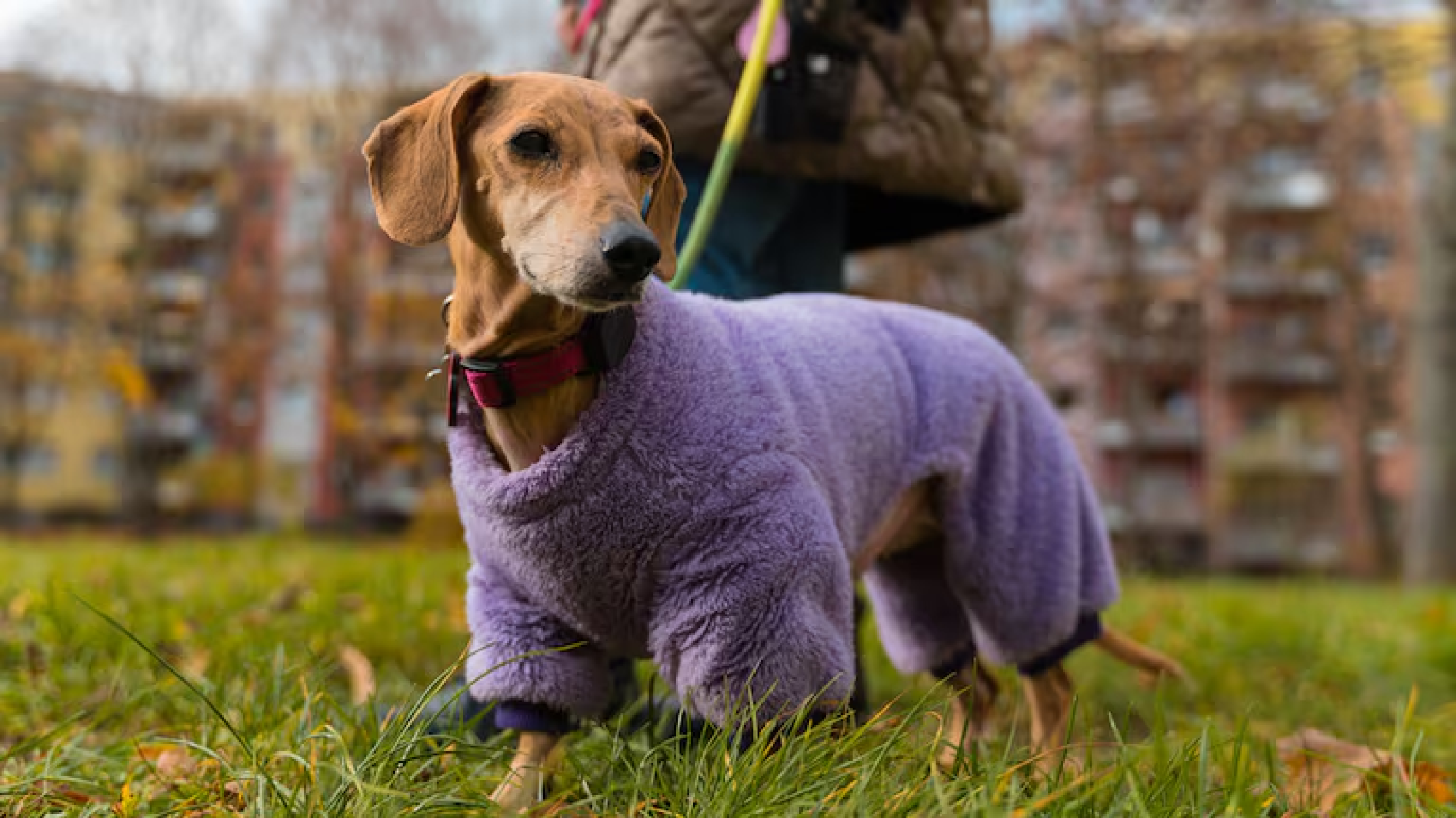 Una cooperativa textil donó pecheras para los perros del Centro de Salud Animal