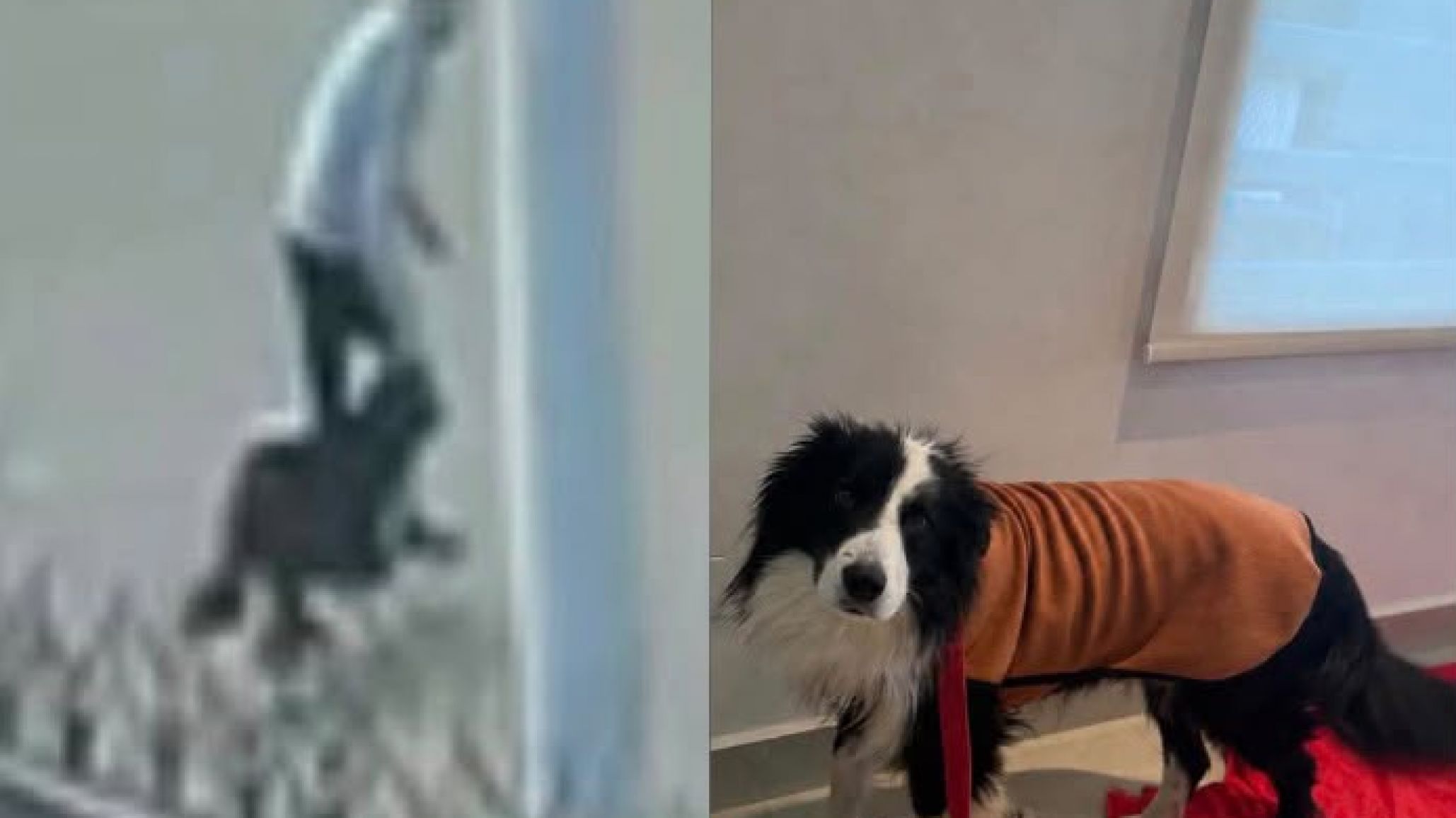 Buscan a Lío: denuncian que se llevaron a un perro en una camioneta en el barrio Isidro Labrador