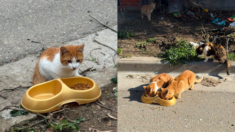 En memoria de Olga: buscan hogares y colaboración para rescatar y cuidar a los gatos que quedaron desamparados