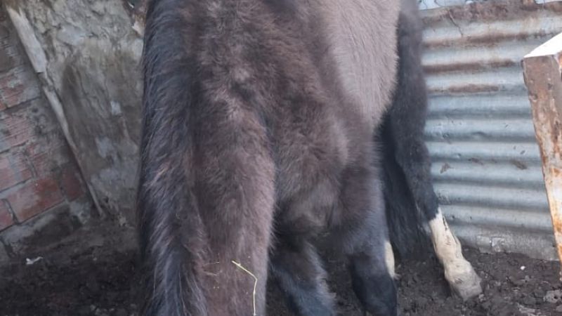 Hallaron dos caballos desnutridos y en estado de abandono: dieron plazos para regularizar su situación