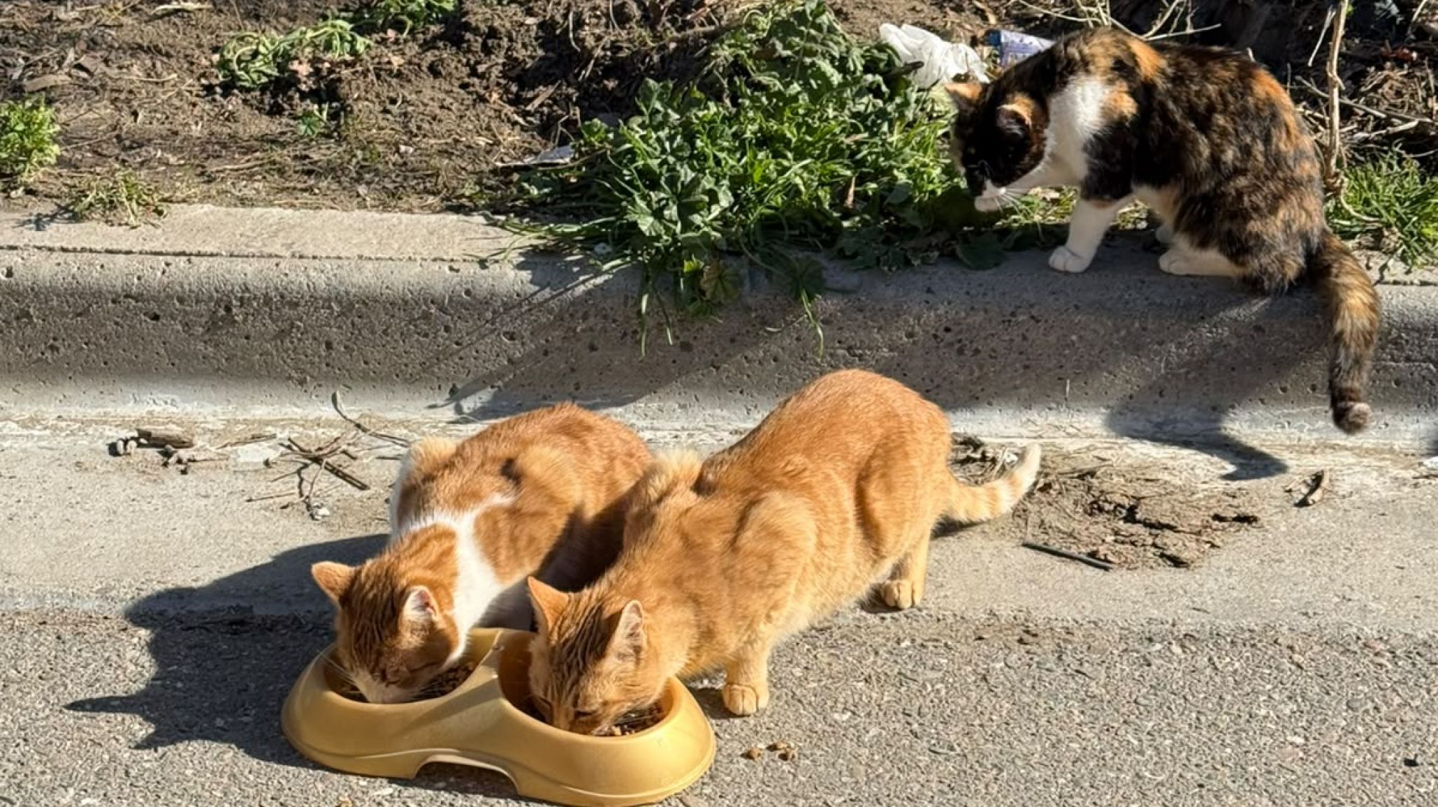 Buscan hogares de tránsito y adopción para rescatar a los gatos de Olga, la vecina fallecida en Kilómetro 3