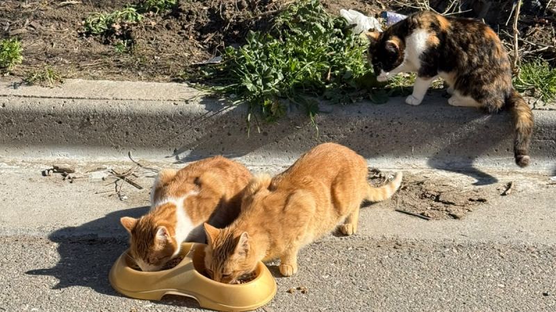 Buscan hogares de tránsito y adopción para rescatar a los gatos de Olga, la vecina fallecida en Kilómetro 3
