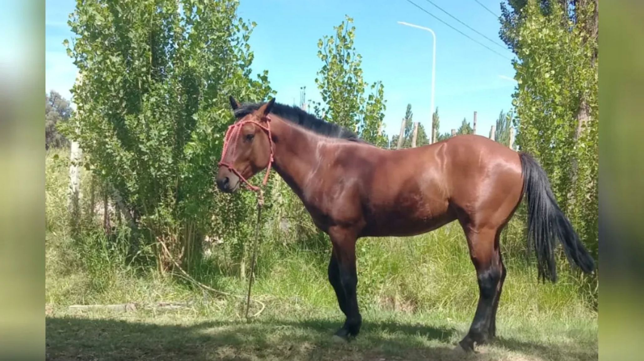 Choque en la Ruta 7: un auto impactó contra un caballo suelto en Vista Alegre