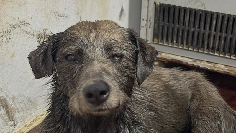 Nico, el perro que cayó a un derrame de petróleo, continúa recuperándose y necesita ayuda