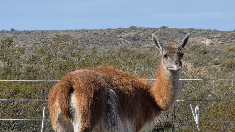 Rescatada, criada entre caballos y con alma de equino: la curiosa historia de Maca en el Día Internacional del Guanaco