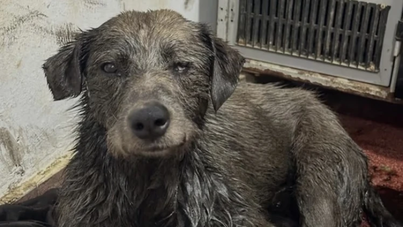 Recuperarán los restos del otro perro empetrolado hallado en la zona donde rescataron a Nico