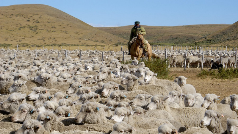 El campo chubutense reclama medidas urgentes para frenar la pérdida de productores